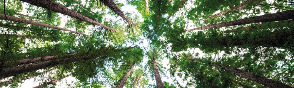 UK Timber Shortage